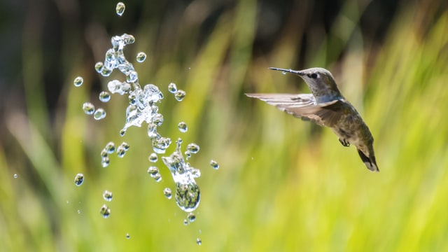 colibrì